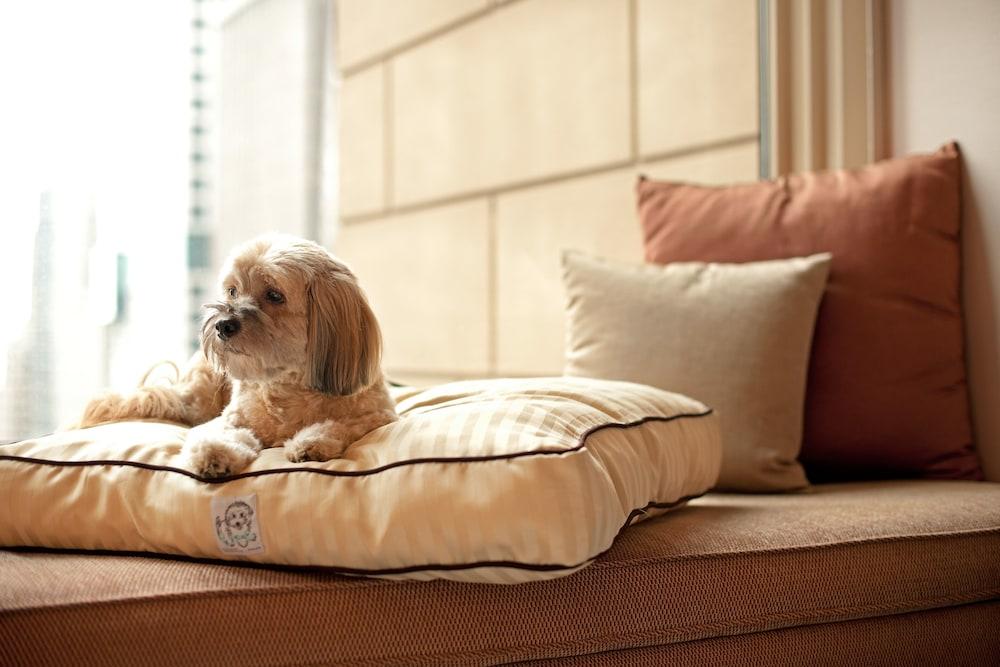 Hyatt Place Gurgaon Udyog Vihar Exterior photo A dog on a dog bed